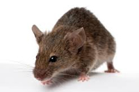 Pest Control In Long Island