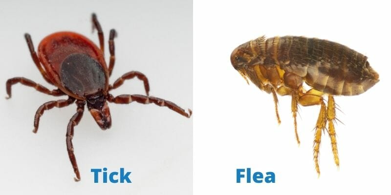 Pest Control In Long Island Fleas Ticks