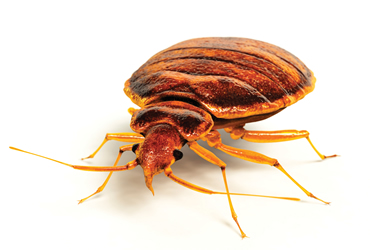 Pest Control In Long Island Bedbugs Bed Bugs