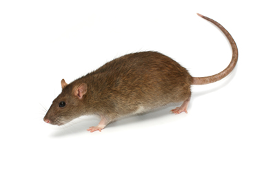 Long Island NY Nassau Suffolk County Pest Control Mouse Rats Mice