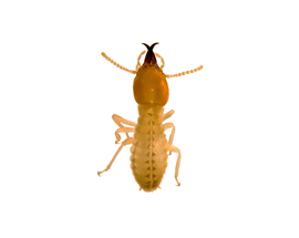 Long Island NY Nassau Suffolk County Pest Control Termites