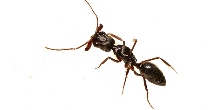 pest control in long island ny nassau county suffolk county ny exterminators ants