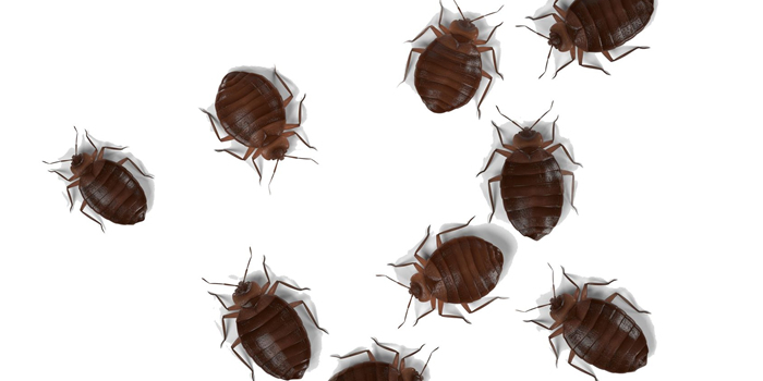 pest control in long island ny nassau county suffolk county ny exterminators bed bugs bedbugs