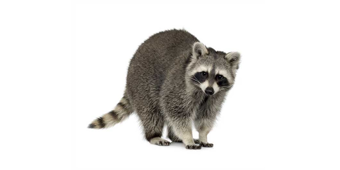 pest control in long island ny nassau county suffolk county ny exterminators Bees Wasps Mites Gnat Flies Spiders Silverfish Mosquitoes Moths Centipedes Pest Control In Long Island Squirrels Raccoons Possums