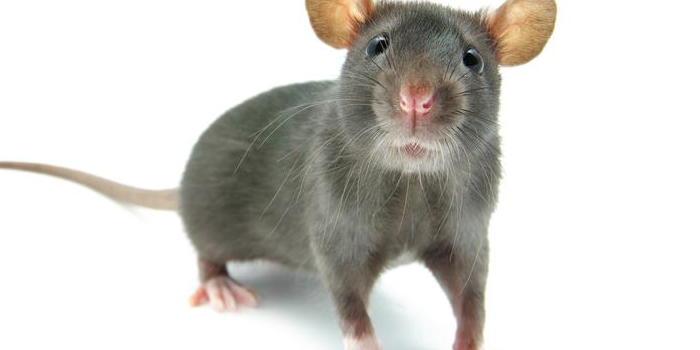 pest control in long island ny nassau county suffolk county ny exterminators rats