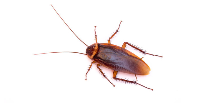 pest control in long island ny nassau county suffolk county ny exterminators roaches cockroaches