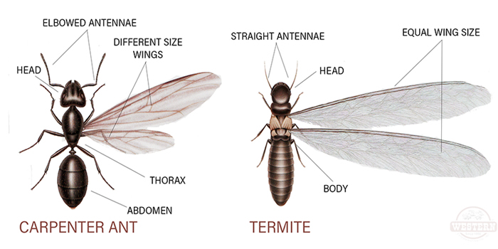 pest control in long island ny nassau county suffolk county ny exterminators termites